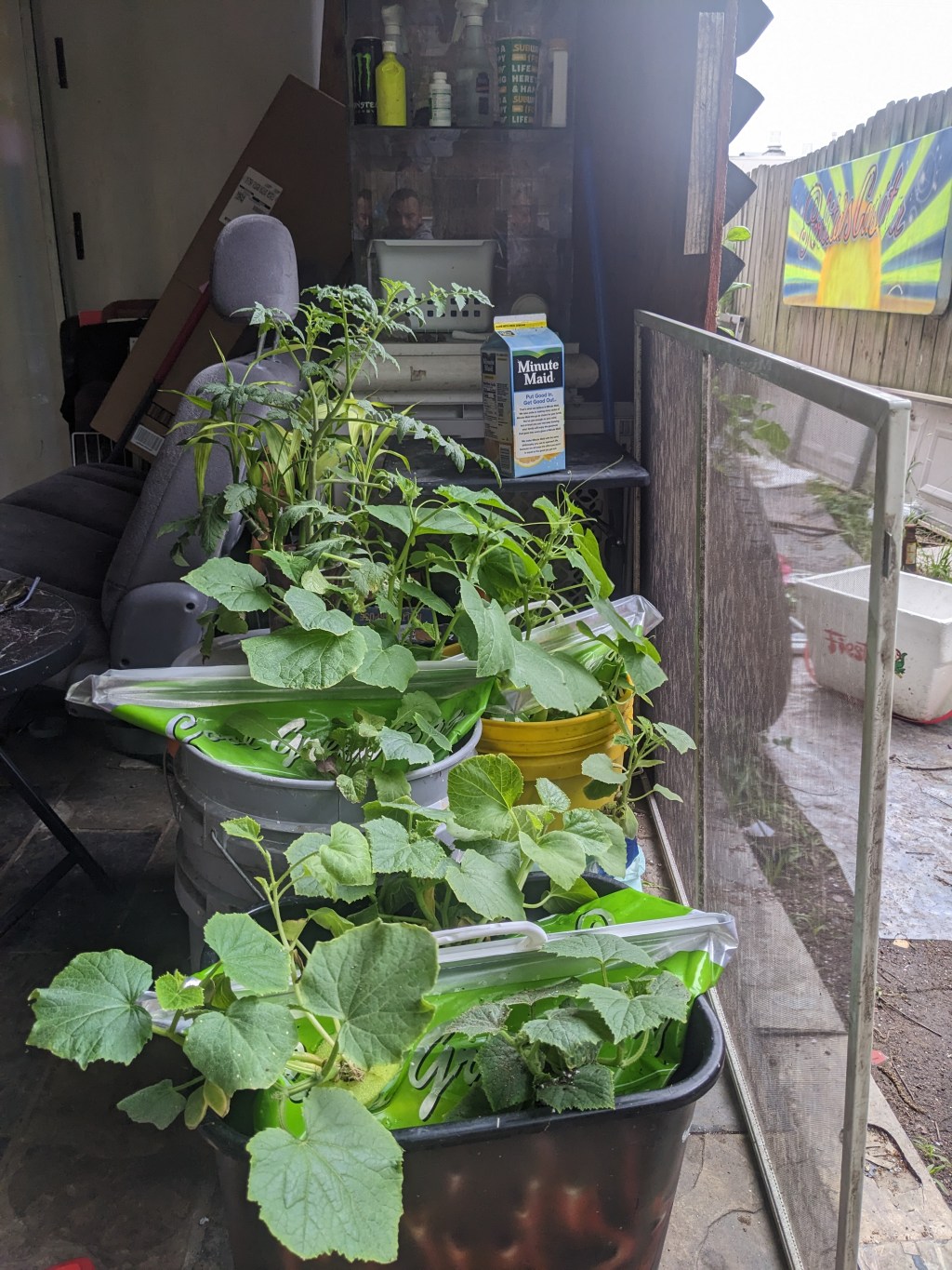 I’m ignorant & so are my friends, lol. In the garden that&nbsp;is.